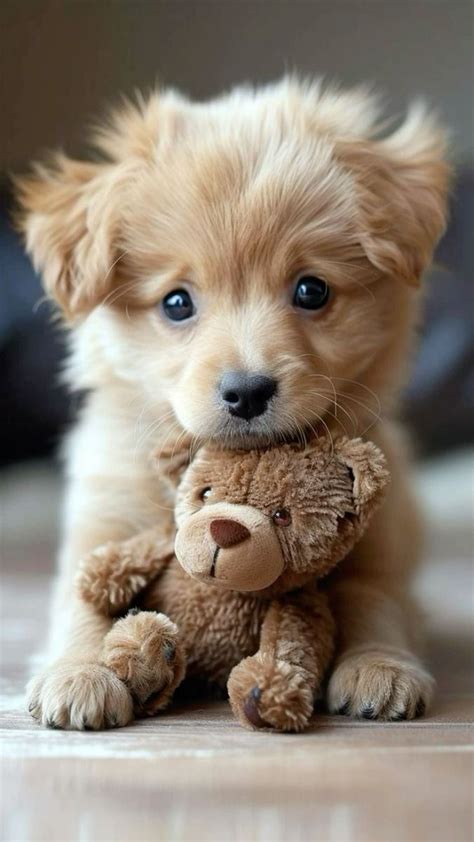 Cute Animals Pictures Dogs