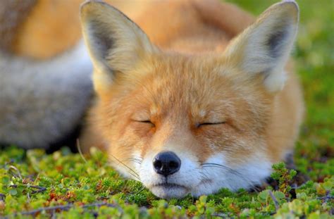Cute Animals Pictures Fox