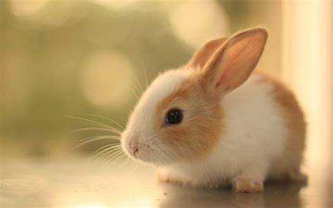 Cute Animals Pictures Wallpaper