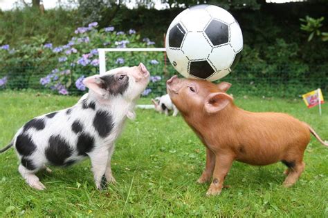 Cute Animals Playing Together