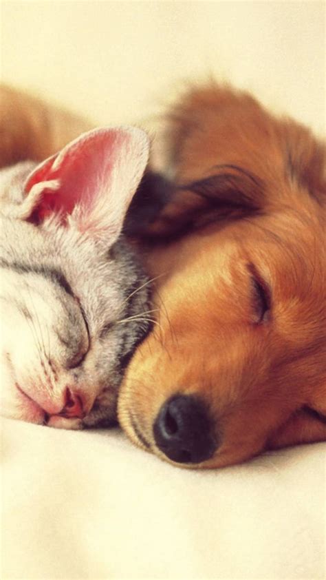 Cute Animals Sleeping Together