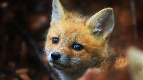 Cute Animals Wallpaper 4k