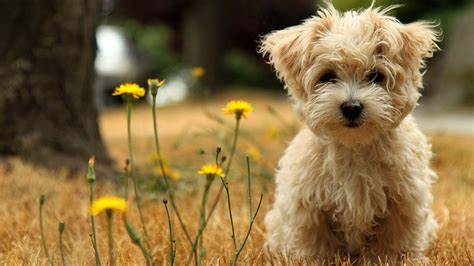 Cute Animals Wallpaper Hd
