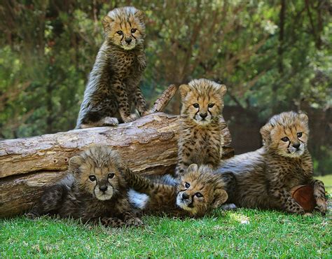 Cute Baby African Animals