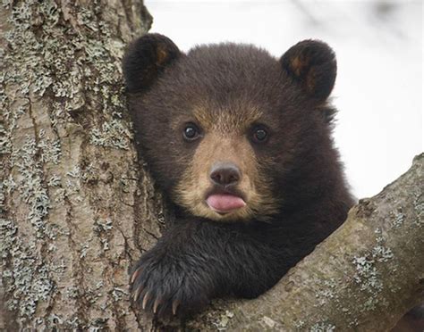 Cute Baby Animals Bear