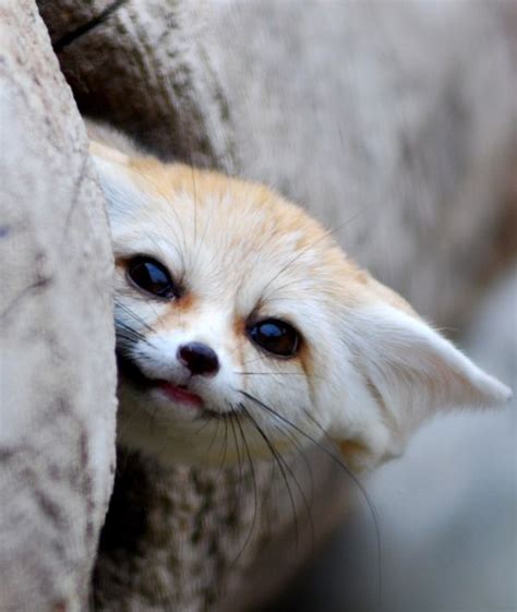 Cute Baby Animals Buzzfeed