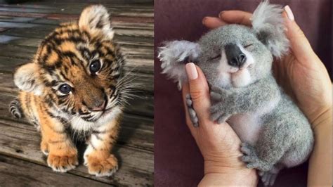 Cute Baby Animals Compilation