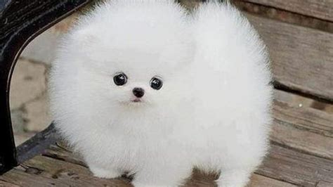 Cute Baby Animals Dogs