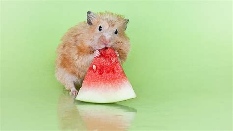 Cute Baby Animals Eating