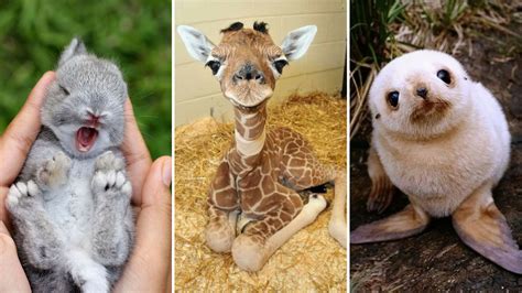 Cute Baby Animals Funny