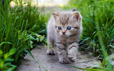 Cute Baby Animals Images Download