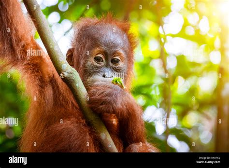 Cute Baby Animals In The Rainforest