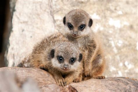 Cute Baby Animals In The World