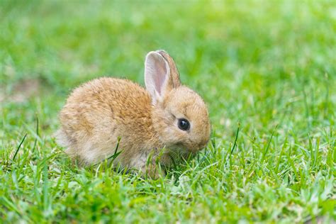 Cute Baby Animals In Us