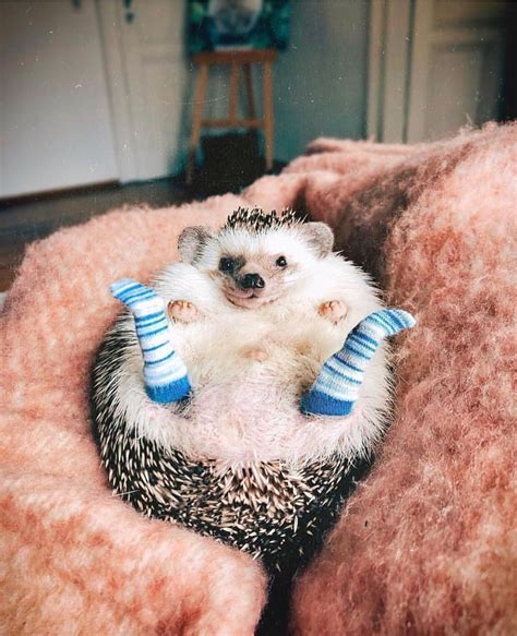 Cute Baby Animals Instagram