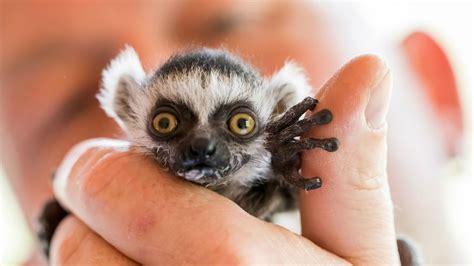 Cute Baby Animals Lemur