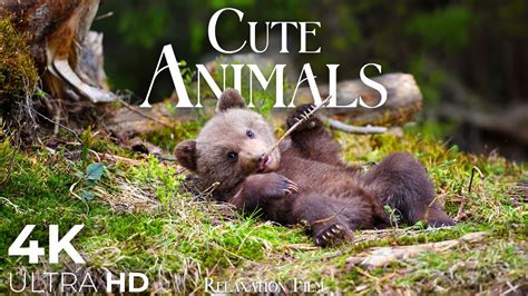 Cute Baby Animals Live Stream