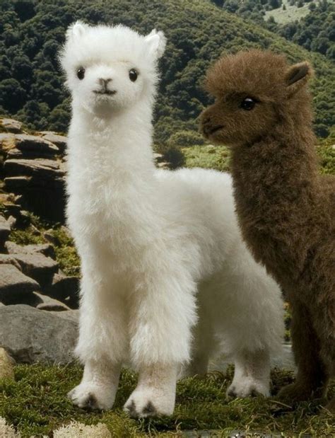 Cute Baby Animals Llamas