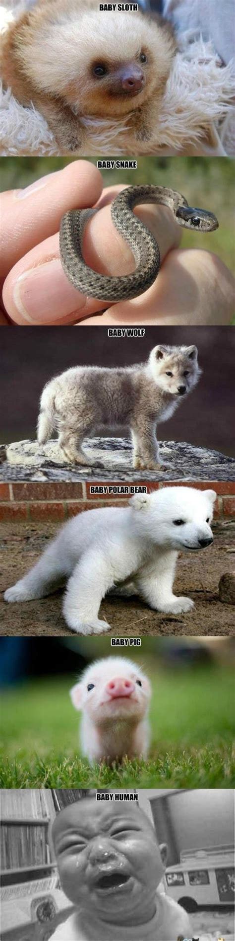 Cute Baby Animals Memes