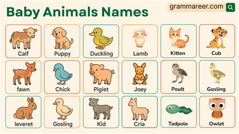 Cute Baby Animals Names