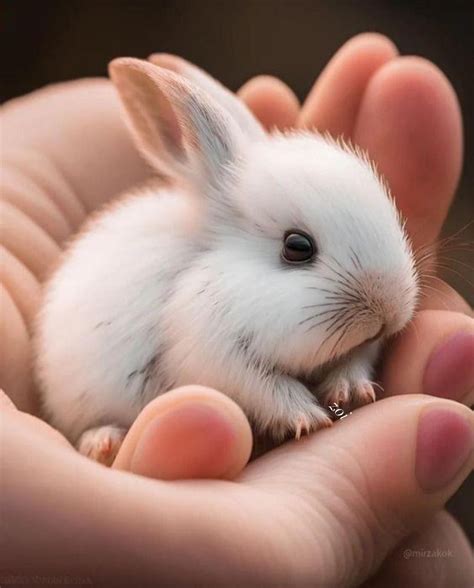 Cute Baby Animals On Pinterest