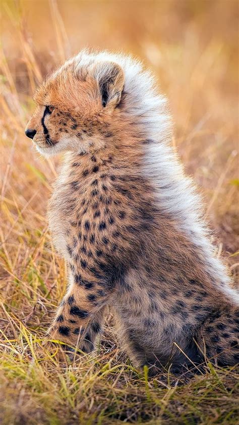 Cute Baby Animals Photos