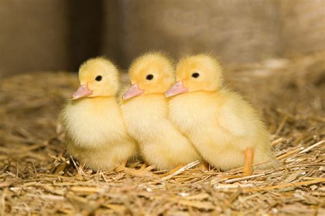 Cute Baby Animals Real