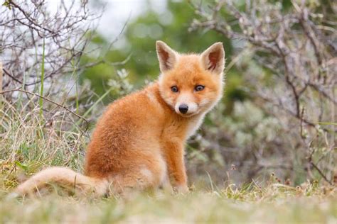 Cute Baby Animals Red Fox