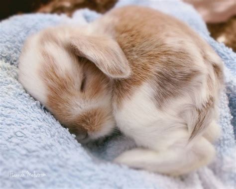 Cute Baby Animals Sleeping