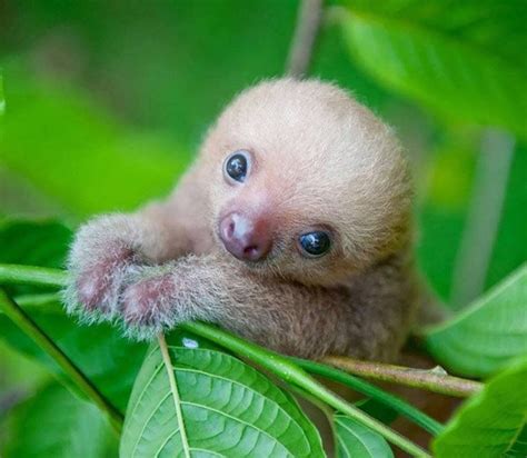 Cute Baby Animals Sloth