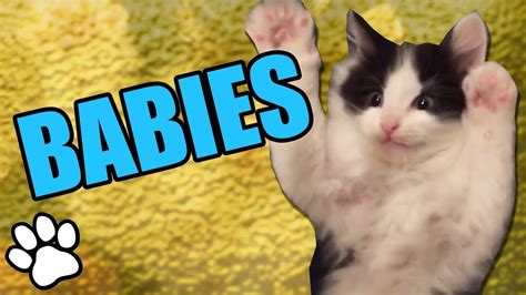 Cute Baby Animals Try Not To Aww