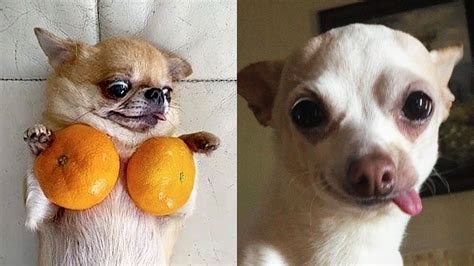 Cute Baby Animals Try Not To Laugh