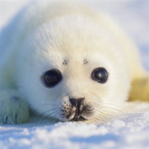 Cute Baby Animals With Flowers