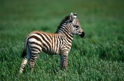 Cute Baby Animals Zebra