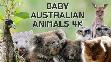 Cute Baby Australian Animals