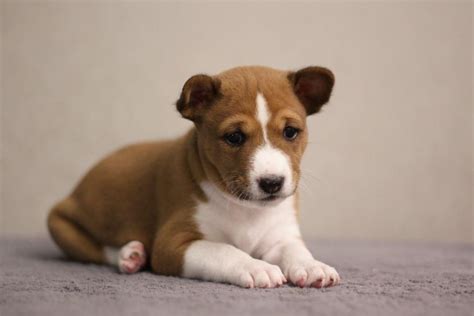 basenji puppy Basenji puppy, Puppies, Animals