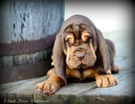 Cute Baby Bloodhound Puppies For Sale: The Perfect Addition To Your Home