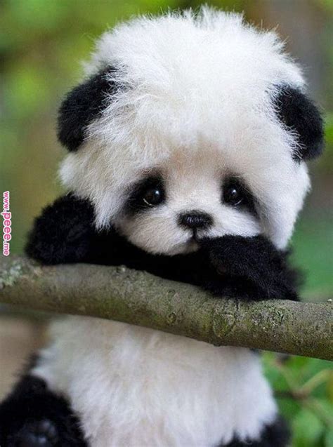 Cute Baby Real Too Cute Panda