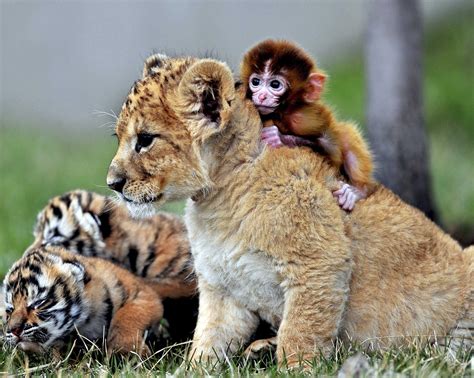 Cute Baby Wild Animals Images