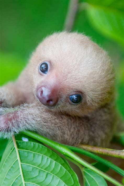 Cute Baby With Animals Pictures