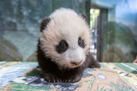 Cute Baby Zoo Animals