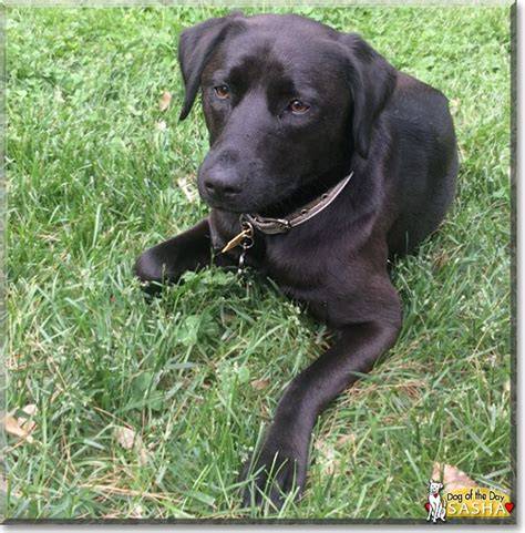 Cute Black Labrador Retriever Terrier Mix Bleumoonproductions