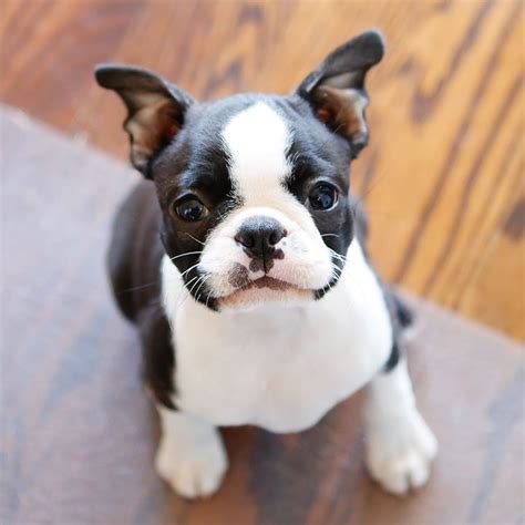 Cute Boston Terrier: All You Need To Know About This Adorable Breed