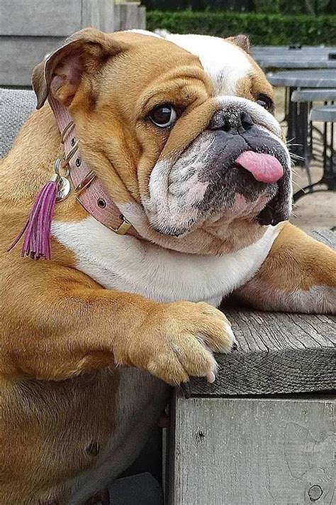 Cute Bulldog Pictures