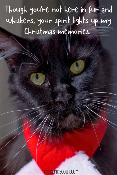 Cute Cat Christmas Quotes