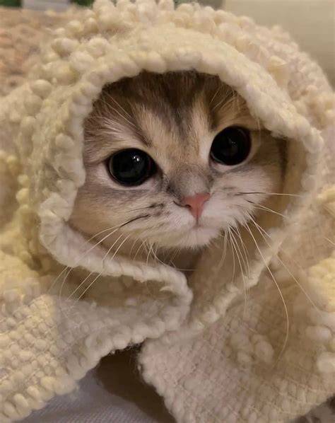 Cute Cat Pictures