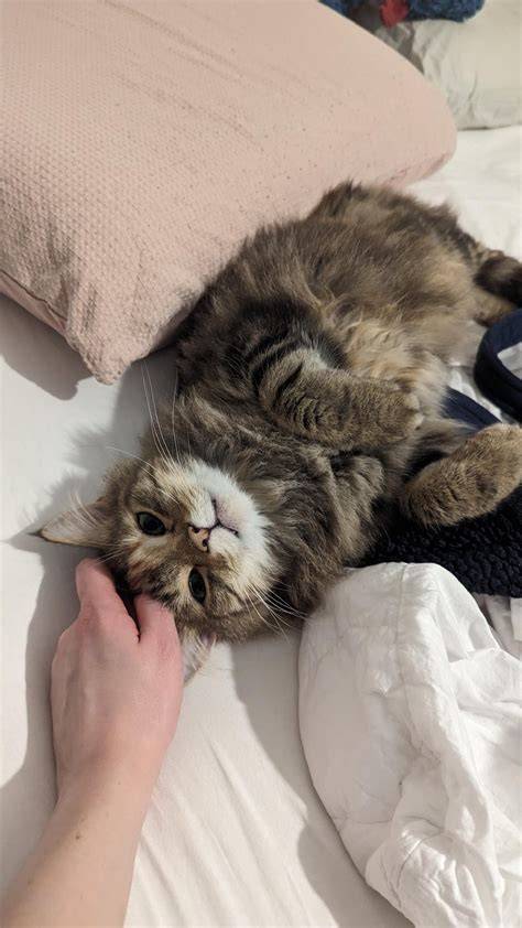 Cute Cat Pictures Reddit