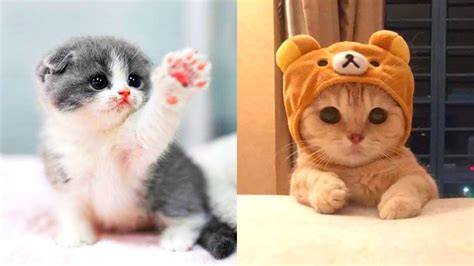 Cute Cat Pictures Video Compilation