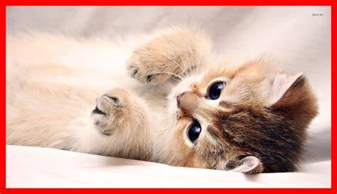 Cute Cat Pictures Wallpaper