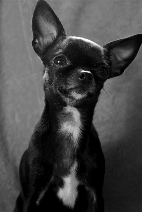 Cute Chihuahua Black Puppies l2sanpiero